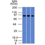 Western Blot - Anti-Villin Antibody [VIL1/1314] - BSA and Azide free (A253476) - Antibodies.com