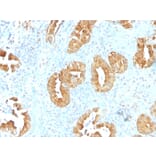 Immunohistochemistry - Anti-Villin Antibody [VIL1/1314] - BSA and Azide free (A253476) - Antibodies.com