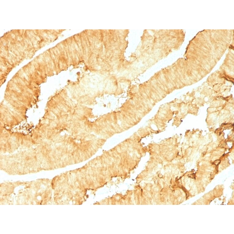 Immunohistochemistry - Anti-Villin Antibody [VIL1/1314] - BSA and Azide free (A253475) - Antibodies.com