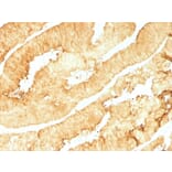 Immunohistochemistry - Anti-Villin Antibody [VIL1/1314] - BSA and Azide free (A253475) - Antibodies.com