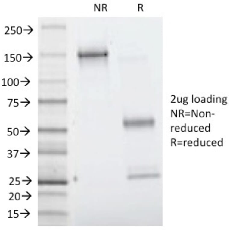 SDS-PAGE - Anti-Villin Antibody [VIL1/1314] - BSA and Azide free (A253476) - Antibodies.com
