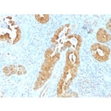 Immunohistochemistry - Anti-Villin Antibody [VIL1/1325] - BSA and Azide free (A253477) - Antibodies.com