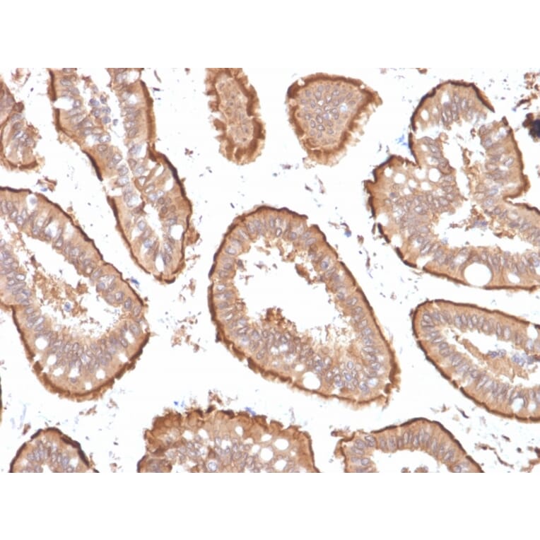 Immunohistochemistry - Anti-Villin Antibody [VIL1/1314 + VIL1/2376] - BSA and Azide free (A253478) - Antibodies.com