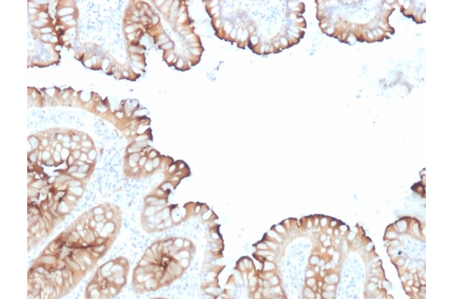 Immunohistochemistry - Anti-Villin Antibody [VIL1/1314 + VIL1/2376] - BSA and Azide free (A253477) - Antibodies.com
