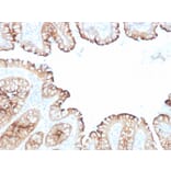 Immunohistochemistry - Anti-Villin Antibody [VIL1/1314 + VIL1/2376] - BSA and Azide free (A253477) - Antibodies.com