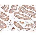 Immunohistochemistry - Anti-Villin Antibody [rVIL1/1325] - BSA and Azide free (A253479) - Antibodies.com