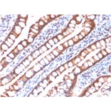 Immunohistochemistry - Anti-Villin Antibody [rVIL1/1325] - BSA and Azide free (A253478) - Antibodies.com