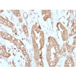 Immunohistochemistry - Anti-Villin Antibody [VIL1/2310R] - BSA and Azide free (A253480) - Antibodies.com