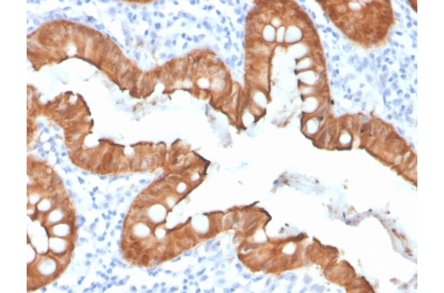 Immunohistochemistry - Anti-Villin Antibody [VIL1/4107R] - BSA and Azide free (A253481) - Antibodies.com