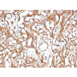 Immunohistochemistry - Anti-Ezrin Antibody [CPTC-Ezrin-1] - BSA and Azide free (A253483) - Antibodies.com