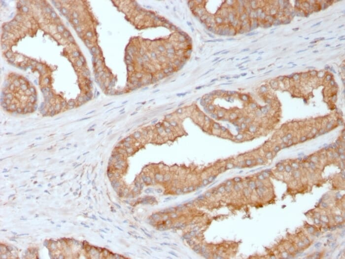 Anti-Ezrin Antibody [CPTC-Ezrin-1] (A253483) | Antibodies.com