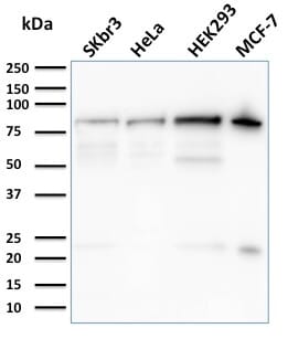 Anti-Ezrin Antibody [CPTC-Ezrin-1] (A253483) | Antibodies.com