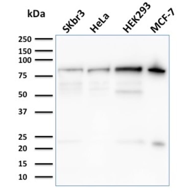 Western Blot - Anti-Ezrin Antibody [CPTC-Ezrin-1] - BSA and Azide free (A253483) - Antibodies.com
