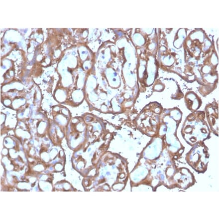 Immunohistochemistry - Anti-Ezrin Antibody [SPM244] - BSA and Azide free (A253483) - Antibodies.com