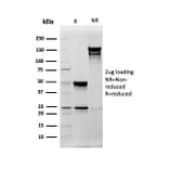 SDS-PAGE - Anti-Vimentin Antibody [rVIM/6575] - BSA and Azide free (A253486) - Antibodies.com