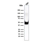 Western Blot - Anti-Vimentin Antibody [rVIM/6575] - BSA and Azide free (A253486) - Antibodies.com