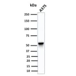 Western Blot - Anti-Vimentin Antibody [SPM576] - BSA and Azide free (A253488) - Antibodies.com