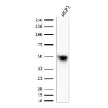 Western Blot - Anti-Vimentin Antibody [VM1170] - BSA and Azide free (A253489) - Antibodies.com