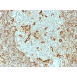 Immunohistochemistry - Anti-Vimentin Antibody [V9] - BSA and Azide free (A253489) - Antibodies.com