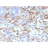 Immunohistochemistry - Anti-Vimentin Antibody [VIM/3736] - BSA and Azide free (A253491) - Antibodies.com