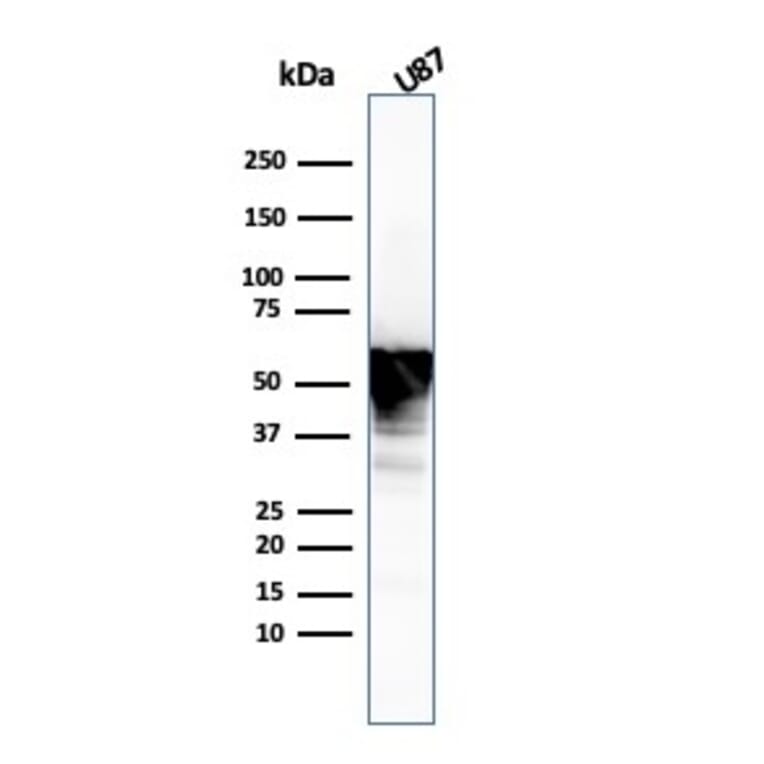 Western Blot - Anti-Vimentin Antibody [VIM/3736] - BSA and Azide free (A253491) - Antibodies.com