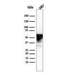 Western Blot - Anti-Vimentin Antibody [VIM/3736] - BSA and Azide free (A253491) - Antibodies.com