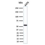 Western Blot - Anti-Vimentin Antibody [VIM/1937R] - BSA and Azide free (A253494) - Antibodies.com
