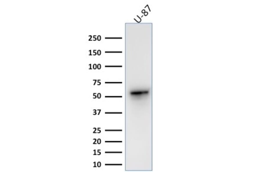 Western Blot - Anti-Vimentin Antibody [VIM/1937R] - BSA and Azide free (A253494) - Antibodies.com