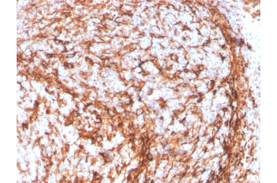 Immunohistochemistry - Anti-Vimentin Antibody [VIM/4388R] - BSA and Azide free (A253495) - Antibodies.com