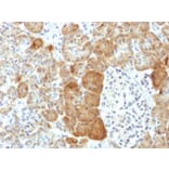 Immunohistochemistry - Anti-VLDL Receptor Antibody [VLDLR/1337] - BSA and Azide free (A253495) - Antibodies.com