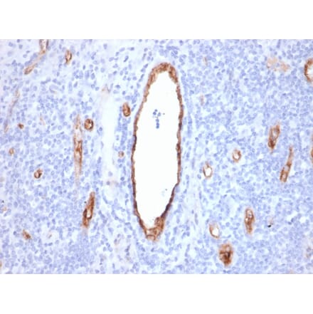 Immunohistochemistry - Anti-Von Willebrand Factor Antibody [VWF/2480] - BSA and Azide free (A253497) - Antibodies.com