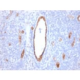 Immunohistochemistry - Anti-Von Willebrand Factor Antibody [VWF/2480] - BSA and Azide free (A253497) - Antibodies.com