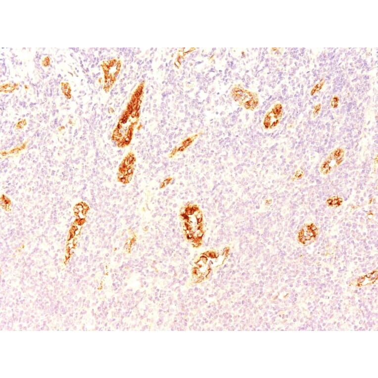 Immunohistochemistry - Anti-Von Willebrand Factor Antibody [3E2D10] - BSA and Azide free (A253499) - Antibodies.com