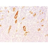Immunohistochemistry - Anti-Von Willebrand Factor Antibody [3E2D10] - BSA and Azide free (A253499) - Antibodies.com