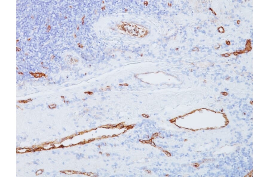 Immunohistochemistry - Anti-Von Willebrand Factor Antibody [3E2D10] - BSA and Azide free (A253500) - Antibodies.com