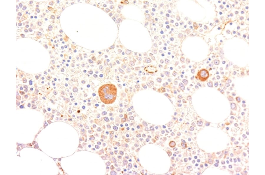 Immunohistochemistry - Anti-Von Willebrand Factor Antibody [VWF635] - BSA and Azide free (A253500) - Antibodies.com