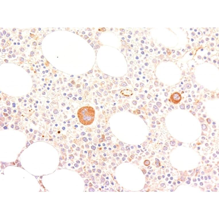 Immunohistochemistry - Anti-Von Willebrand Factor Antibody [VWF635] - BSA and Azide free (A253500) - Antibodies.com