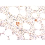 Immunohistochemistry - Anti-Von Willebrand Factor Antibody [VWF635] - BSA and Azide free (A253500) - Antibodies.com