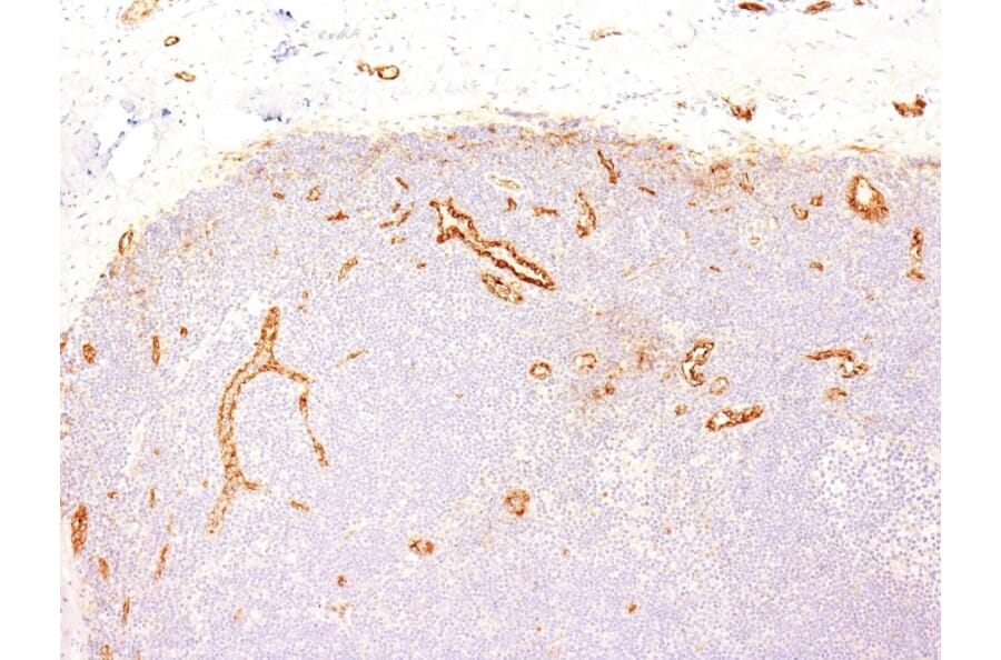Immunohistochemistry - Anti-Von Willebrand Factor Antibody [VWF635] - BSA and Azide free (A253501) - Antibodies.com