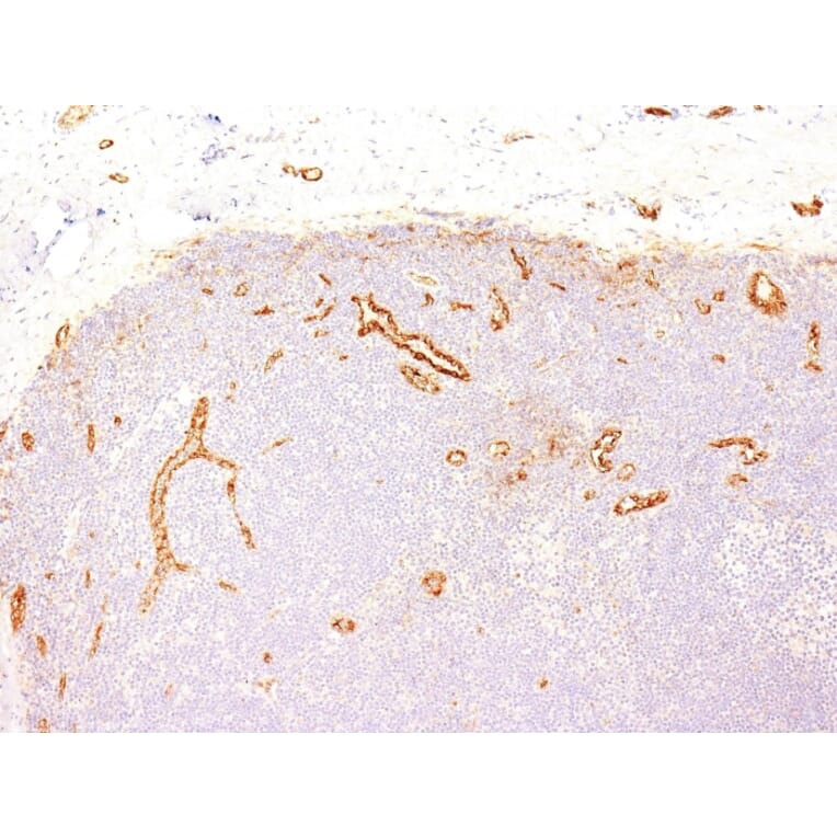 Immunohistochemistry - Anti-Von Willebrand Factor Antibody [VWF635] - BSA and Azide free (A253501) - Antibodies.com