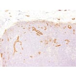 Immunohistochemistry - Anti-Von Willebrand Factor Antibody [VWF635] - BSA and Azide free (A253501) - Antibodies.com
