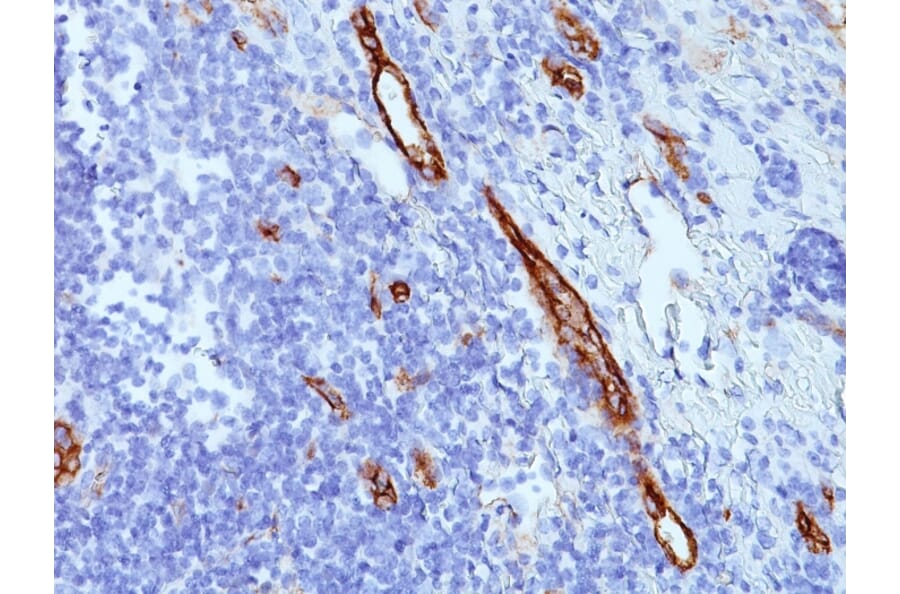 Immunohistochemistry - Anti-Von Willebrand Factor Antibody [SPM577] - BSA and Azide free (A253501) - Antibodies.com