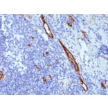 Immunohistochemistry - Anti-Von Willebrand Factor Antibody [SPM577] - BSA and Azide free (A253501) - Antibodies.com