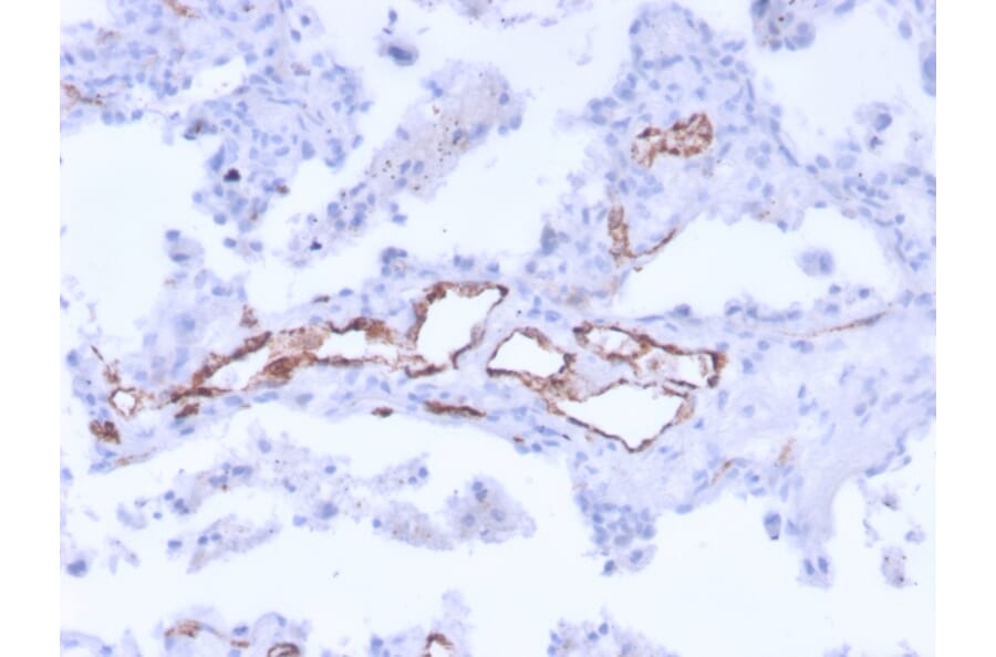 Immunohistochemistry - Anti-Von Willebrand Factor Antibody [3E2D10 + VWF635] - BSA and Azide free (A253502) - Antibodies.com