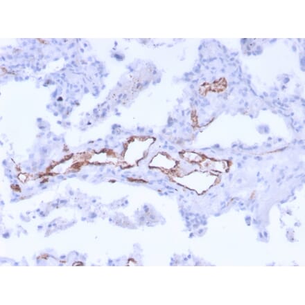 Immunohistochemistry - Anti-Von Willebrand Factor Antibody [3E2D10 + VWF635] - BSA and Azide free (A253502) - Antibodies.com