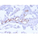 Immunohistochemistry - Anti-Von Willebrand Factor Antibody [3E2D10 + VWF635] - BSA and Azide free (A253502) - Antibodies.com