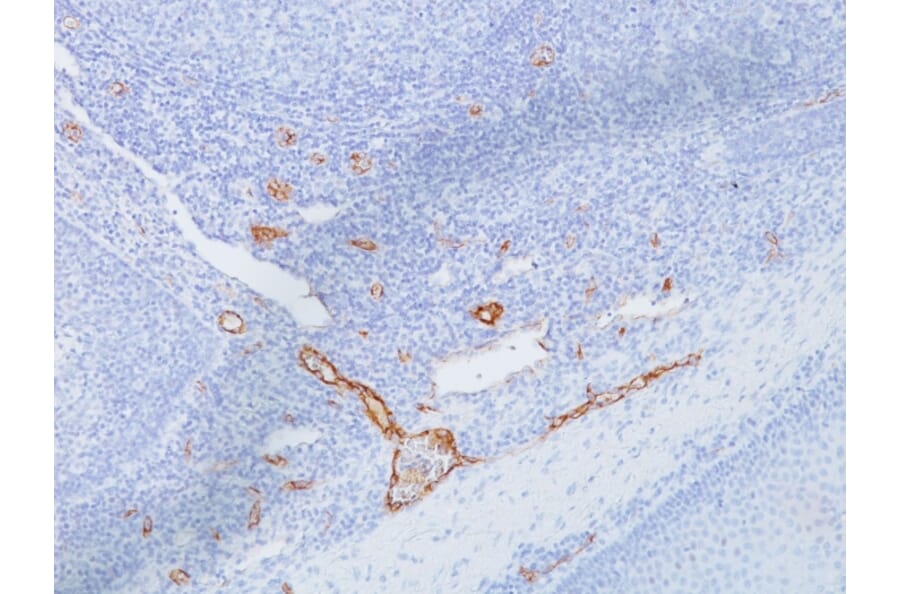Immunohistochemistry - Anti-Von Willebrand Factor Antibody [IIIE2.34] - BSA and Azide free (A253503) - Antibodies.com