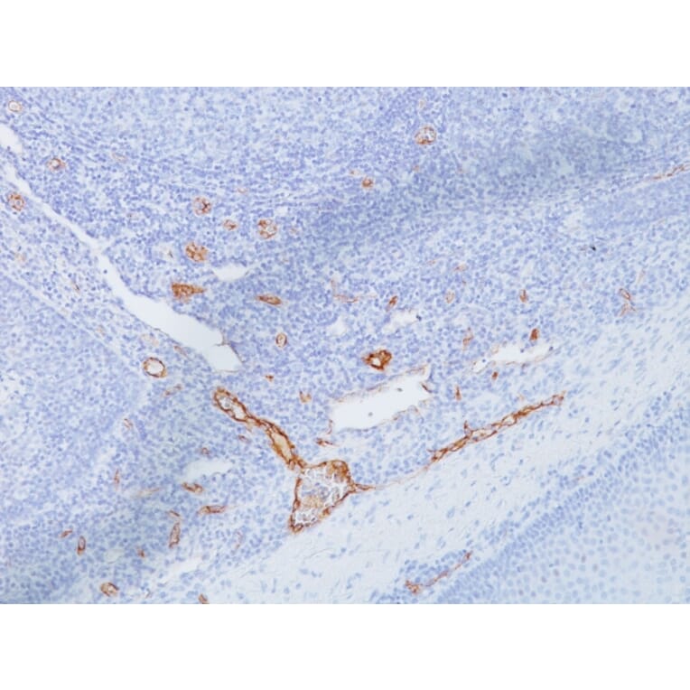 Immunohistochemistry - Anti-Von Willebrand Factor Antibody [IIIE2.34] - BSA and Azide free (A253503) - Antibodies.com