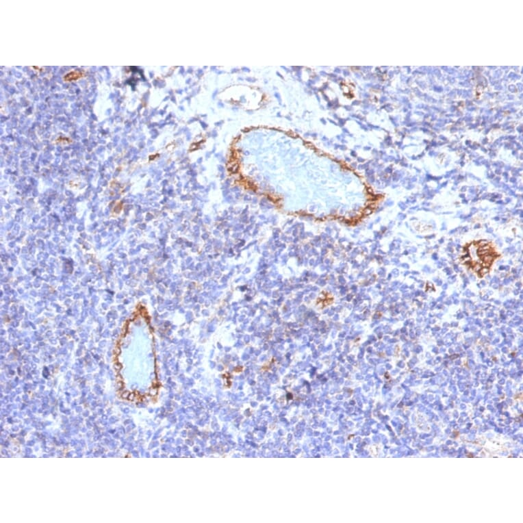 Immunohistochemistry - Anti-Von Willebrand Factor Antibody [VWF/1465] - BSA and Azide free (A253505) - Antibodies.com