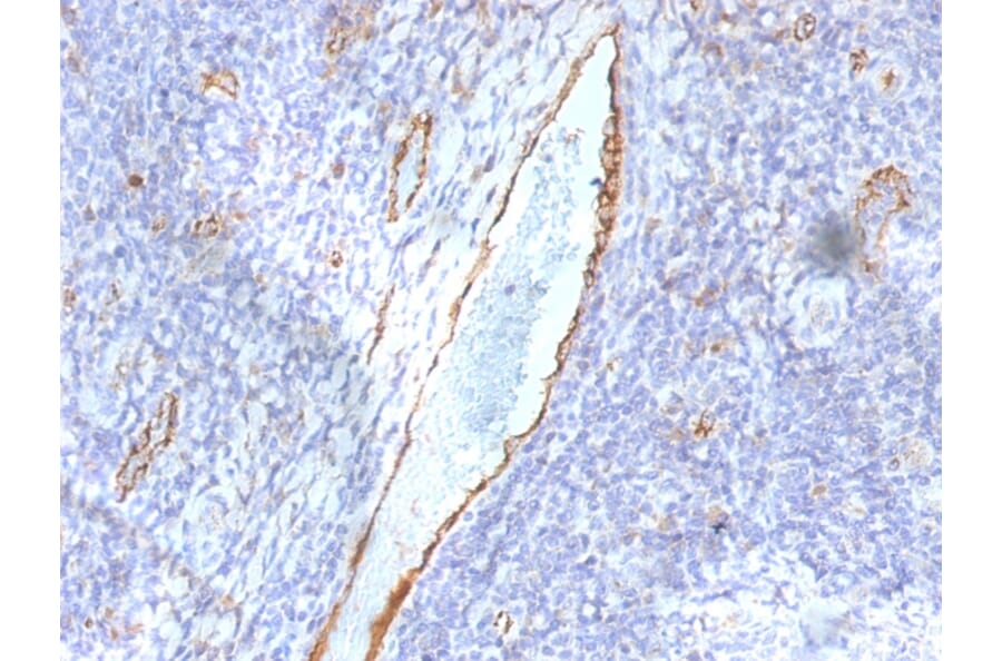 Immunohistochemistry - Anti-Von Willebrand Factor Antibody [F8/86] - BSA and Azide free (A253505) - Antibodies.com